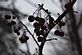 Frozen Berries. Taken Winter 2009/2010 My Backyard by Tim O'Shea.