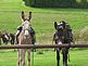 Long ear mules. Taken last fall Rockton, wi by Joan takes.