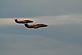 Planes. Taken July 3, 2011  Dubuque Air Show  by Stacy Sabers.