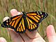 A monarch resting on a hand.. Taken September, 2009 in Dubuque by Phyllis Manternach, OSF.