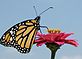 A monarch getting nurishment from a flower. Taken September, 2009 in Dubuque by Phyllis Manternach, OSF.