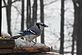 Bluejay enjoying a meal. Taken December 24, 2009 On our front deck by Eric Christensen.