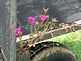 A moss rose growing out of a wagon. Taken in September of 2009 in Dubuque by Phyllis Manternach, OSF.