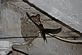 Barnswallows. Taken summer 2009 Barn at Holy Cross, IA by Marilyn Borgerding.