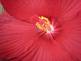 Hibiscus closeup