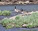 Up a Creek without a Paddle - Geese Taking a Break. Taken May 1, 2011 Dubuque County by David Stork.