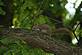 Squirrel at Murphy Park