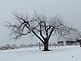 Hoar frost transforms the scenery. Taken January, 2010 in Dubuque by Phyllis Manternach, OSF.