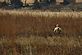 Pheasant Hunter. Taken November 2, 2009 Ringneck Ridge Wildlife Area by Rich Bugalski.