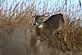 Buck on the run. Taken November 2, 2009 Ringneck Ridge Wildlife Area by Rich Bugalski.