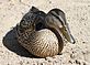 Duck Enjoying the Afternoon Sun. Taken August 2011 At the Beach by David Stork.