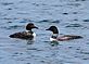 Loons. Taken August 2011 Minnesota by David Stork.