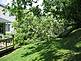 HIgh winds bring down tree