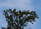 A Lofty Perch - Bald Eagle. Taken August 2011 Minnesota by David Stork.