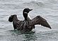 "Loon Walking". Taken August 2011 Minnesota Lake by David Stork.