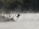 Blue Heron landing at Heritage Pond. Taken September  Dubuque by Zack Wagner.