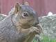 Outside our living room window...a squirel munching on bird seed..