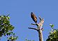 Immature Bald Eagle. Taken August 2011 Park Rapids, MN by David Stork.