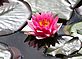 Lily Pad. Taken August 2011 Minnesota Lake by David Stork.