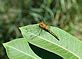 Dragonfly Resting on Milkweed. Taken August 2011 Minnesota by David Stork.