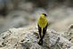 Goldfinch. Taken Sitting on a rock. Down by the Mississippi River. by Stacy Sabers.