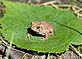 Toad Catching Some Rays. Taken August 2011 Minnesota by David Stork.