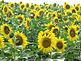 Sunflower field in bloom. Taken August 8 2012 John O'Connell organic farm 20595 Asbury Rd by Brigitte Connolly.