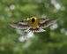 Goldfinch. Taken July 2008 Holy Cross by Marilyn Borgerding.