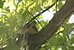 A dove looks down from her nest. Taken September 13th. Picture by Kathleen Hutchinson.