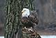 Eagle eating fish in tree outside of house on Frentress Lake (East Dubuque, IL)