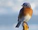 Bluebird Perch. Taken February 12, 2012 Chaplain Schmitt Memorial Island by Laurie Helling.