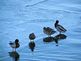 Walking on Water. Taken February 12, 2012 Lock and Dam #11 Dubuque by Laurie Helling.