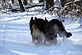 Hannah and Jersey. Taken 12/5/2010 Swiss Valley by Lori.