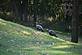 A pair of wild turkeys on a local golf course.