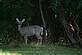 A whitetail deer at a local golf course.