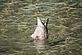 Bottom's Up - Duck Searching for Food. Taken August 2010 Minnesota by David Stork.