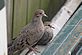 Two baby morning doves. Taken may 11 dubuque by defrommelt.