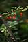 Berries at the Mines of Spain