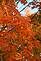 Fall Maple leaves