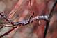 Ice crystals on a Dogwood branch