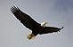 Bald Eagle soars at Eagle Point. Taken 2/26/12 Lock and Damn 11, Dubuque by Adam G. Schwendinger.