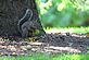 Gray Squirrel. Taken August 24,2012 Dubuque Backyard by Rich Bugalski.