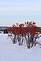 Colorful bushes during winter near the Mississippi River