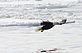 Bald Eagle in flight over the frozen Mississippi River. Taken Janaury 30, 2010 Lock & Dam #11 by Rich Bugalski.