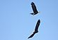 Pair of Bald Eagles. Taken Febuary 22, 2010 Over the Mississippi River Dubuque by Rich Bugalski.