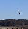 Eagle in flight