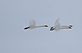 Trumpeter Swans. Taken Febuary 27, 2010 Over the Mississippi River Dubuque by Rich Bugalski.