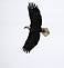 Bald Eagle soaring high over the Mississippi River 