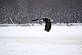 Bald Eagle hunting over the Mississippi River