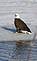 Bald Eagle keeping an eye on activity at Dove Harbor